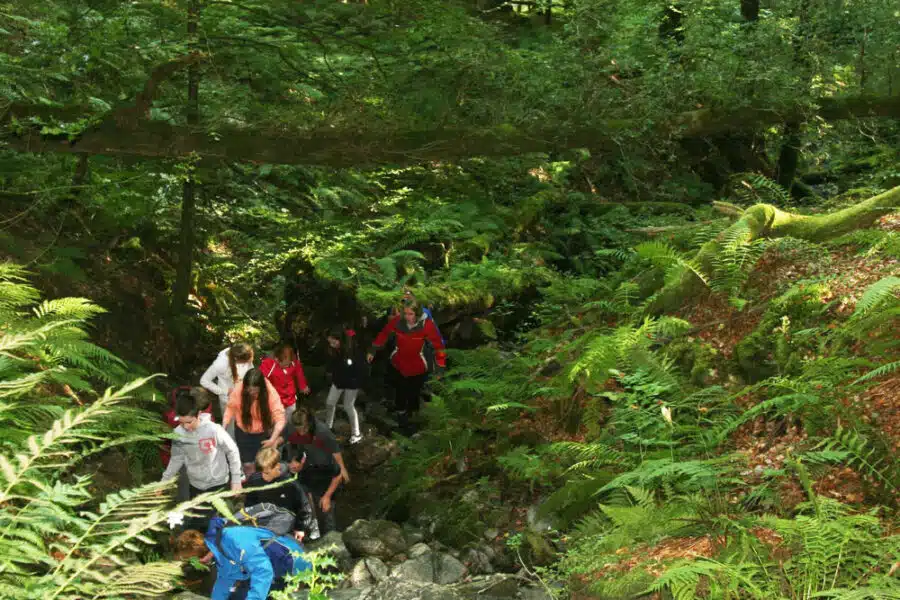 Group of hikers navigating a rocky stream in a lush forest with dense foliage and sunlight filtering through.