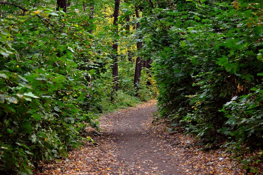 A winding dirt path through a dense forest with green leaves and scattered autumn leaves on the ground.