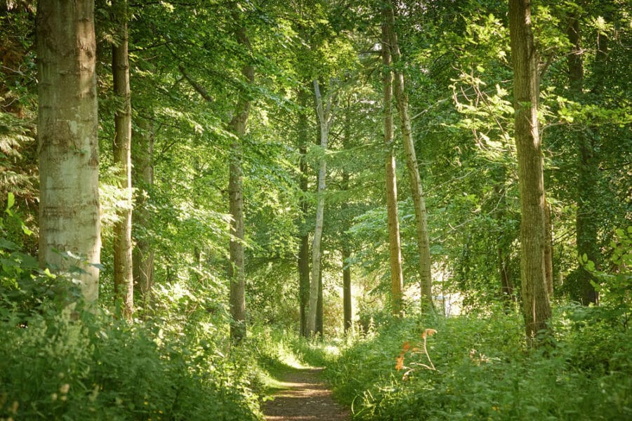 A serene forest path lined with tall trees and lush greenery, illuminated by dappled sunlight.