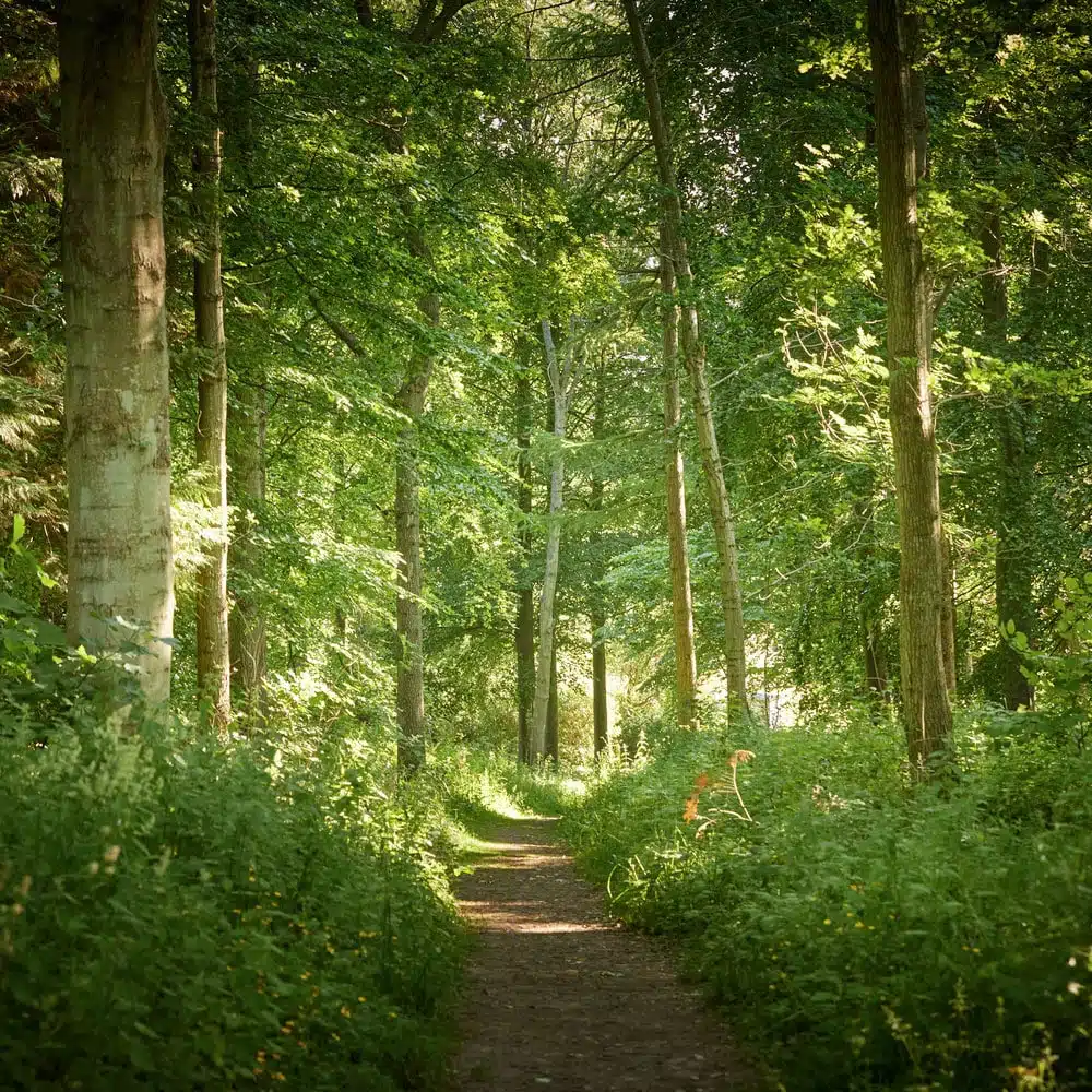 A serene forest path lined with tall trees and lush greenery, illuminated by dappled sunlight.