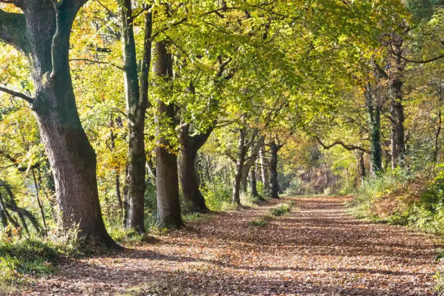 A dirt path lined with tall trees and covered in fallen leaves, illuminated by sunlight filtering through the green and yellow foliage.