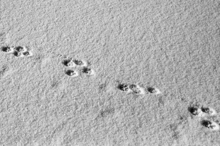 Animal paw prints are visible in a diagonal line across a smooth, undisturbed layer of snow.