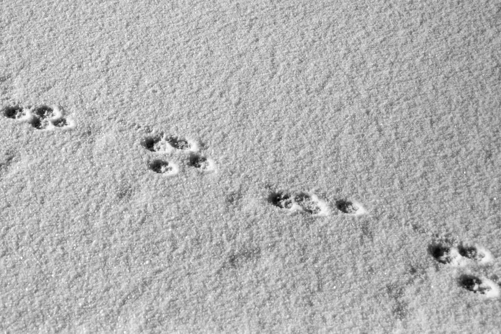 Animal paw prints are visible in a diagonal line across a smooth, undisturbed layer of snow.