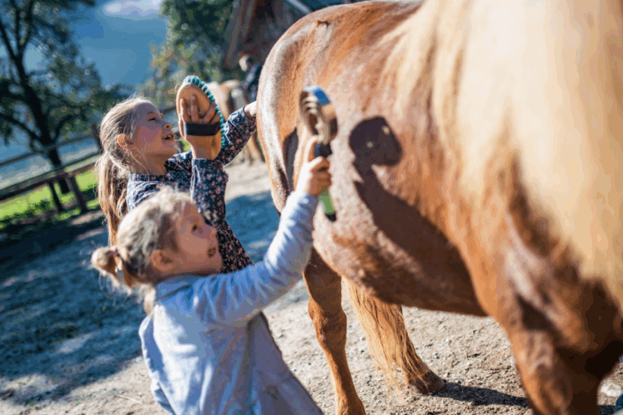 Two young girls brush the side of a brown horse outdoors on a sunny day, with trees and a stable visible in the background.